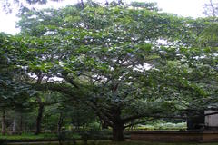 Neolamarckia cadamba